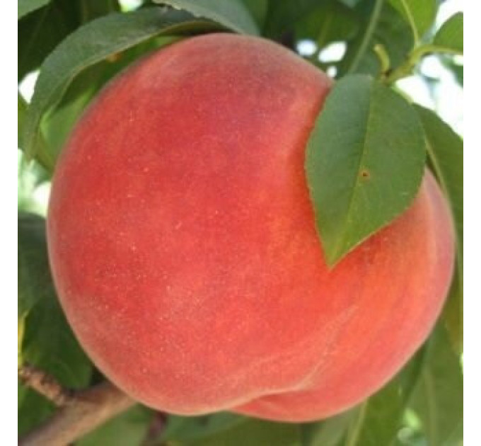 Саджанці персика пізнього сорт Симфонія, підщепа маньчжурський персик