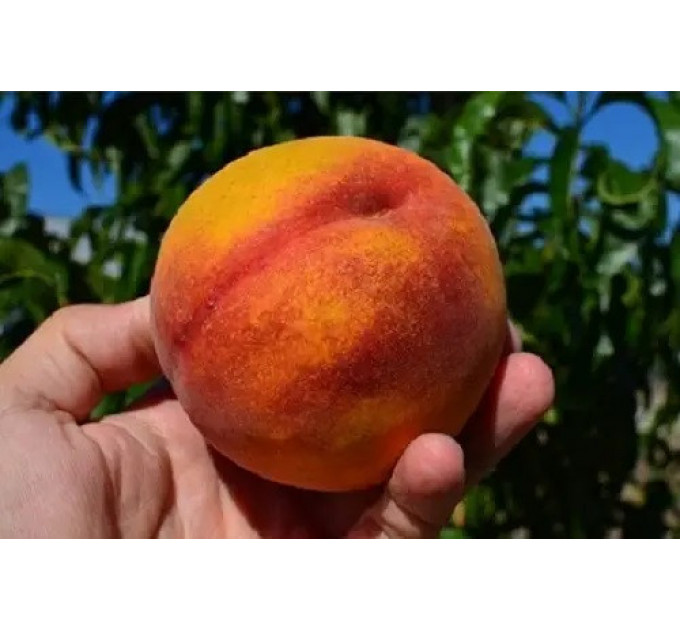 Саджанці персика пізнього сорт Симфонія, підщепа маньчжурський персик