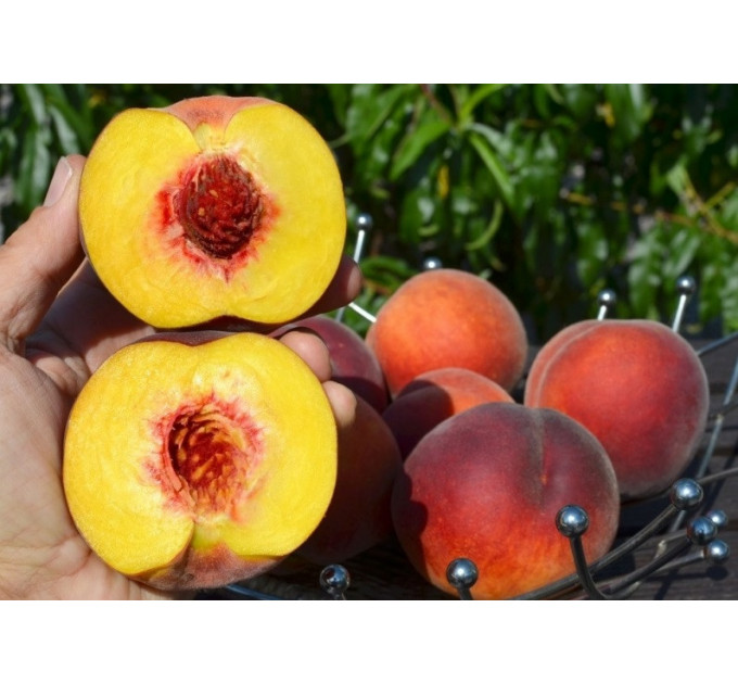 Саджанці персика пізнього сорт Симфонія, підщепа маньчжурський персик