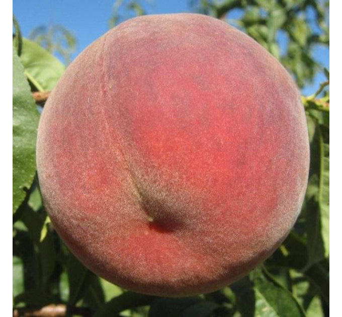 Саджанці персика пізнього сорт Фреш Біг, підщепа мигдаль