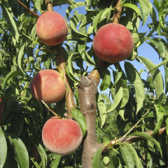 Саженцы персика позднего сорт Фреш Биг, подвой миндаль