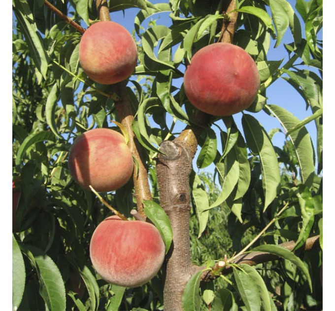 Саджанці персика пізнього сорт Фреш Біг, підщепа мигдаль