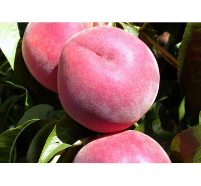 Саджанці персика пізнього сорт Роял Лі, підщепа алича