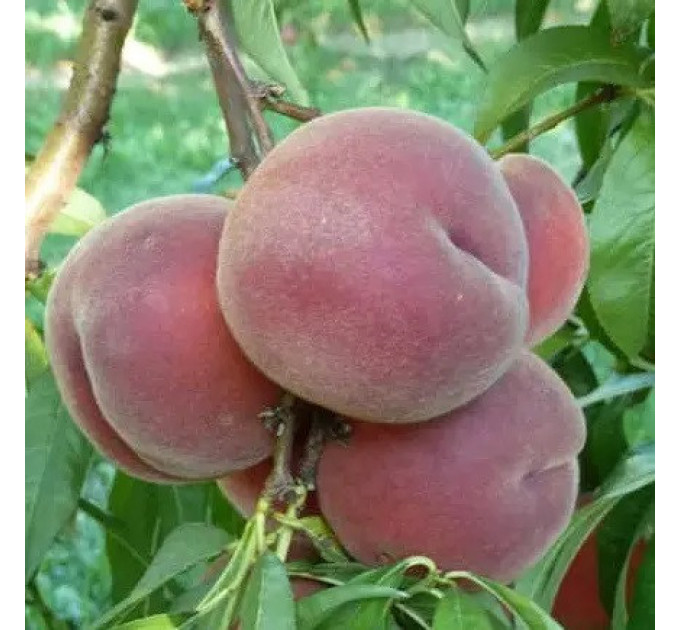 Саджанці персика пізнього сорт Роял Джим, підщепа мигдаль