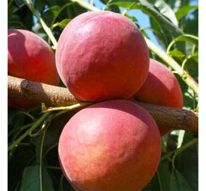 Саджанці персика пізнього сорт Роял Джим, підщепа мигдаль