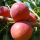 Саджанці персика пізнього сорт Роял Джим, підщепа мигдаль