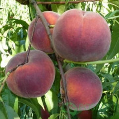Саджанці персика пізнього сорт Роял Джим, підщепа мигдаль