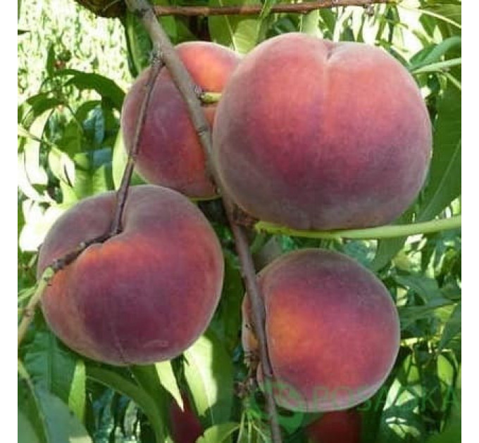 Саджанці персика пізнього сорт Роял Джим, підщепа мигдаль