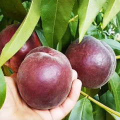 Саженцы персика сорт Эритрокарпа, подвой жердель