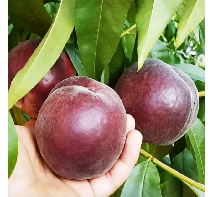 Саженцы персика сорт Эритрокарпа, подвой жердель