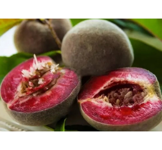 Саженцы персика сорт Эритрокарпа, подвой жердель