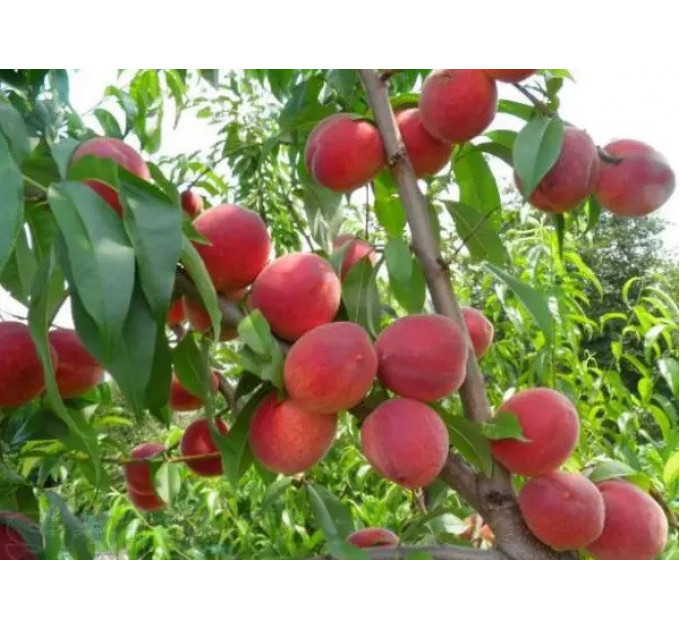 Саджанці персика сорт Інка, підщепа жердель