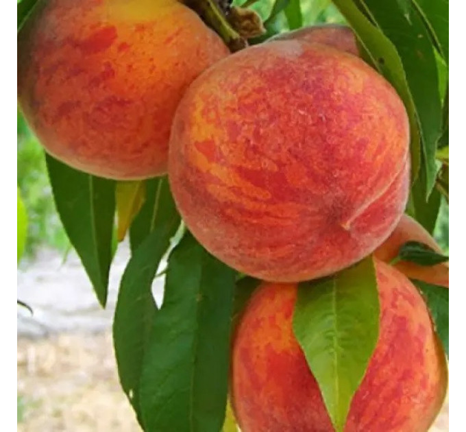 Саджанці персика сорт Інка, підщепа жердель