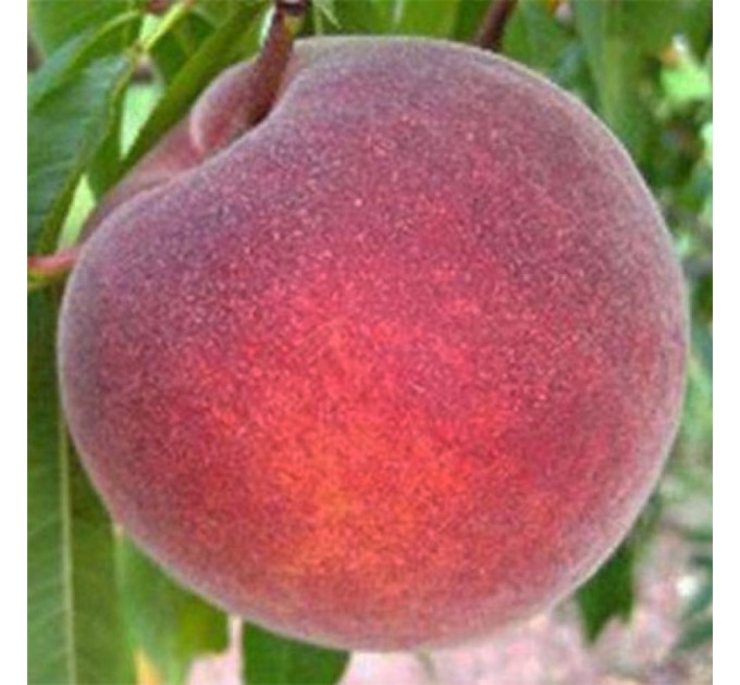 Персик пізній сорт Флемінг Фюри 24007, підщепа маньчжурський персик