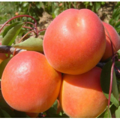 Саджанці абрикоса сорт Тому Кіт, підщепа алича