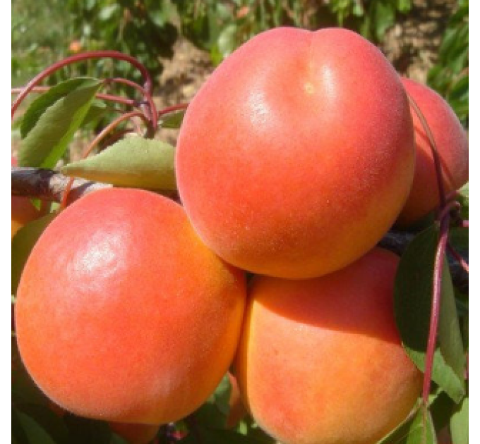 Саджанці абрикоса сорт Тому Кіт, підщепа алича