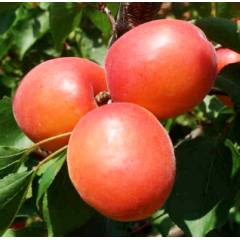 Саджанці абрикоса сорт Приция, підщепа алича