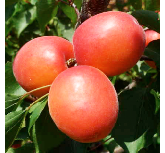 Саженцы абрикоса сорт Приция, подвой алыча