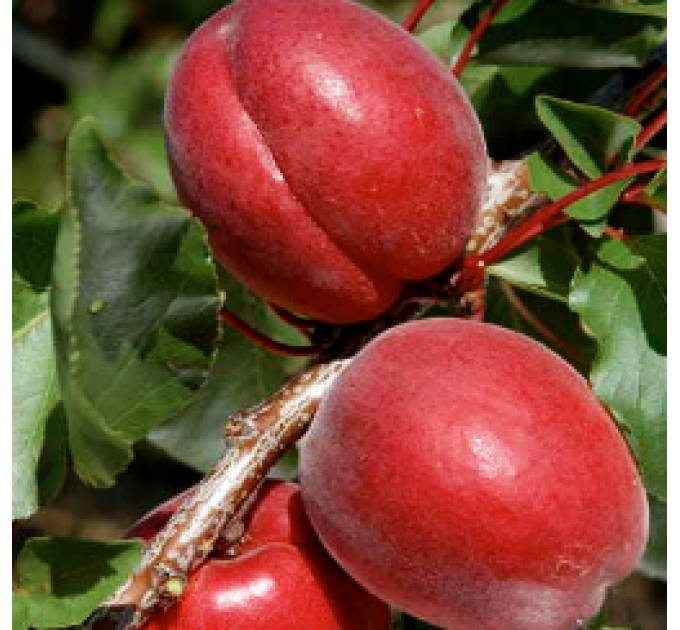 Саженцы абрикоса раннего сорт Рубиста, подвой алыча