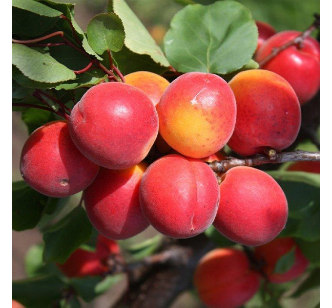 Саженцы абрикоса раннего сорт Робада, подвой алыча