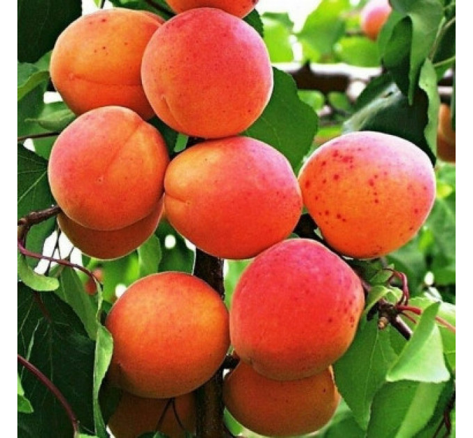 Саджанці абрикоса сорт Німфа