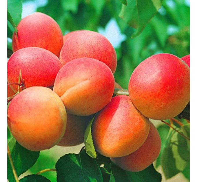 Саджанці абрикоса сорт Німфа