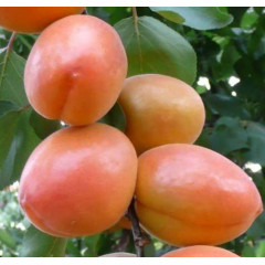 Абрикос сорт Вондер Кіт (Wonder Cot), підщепа алича
