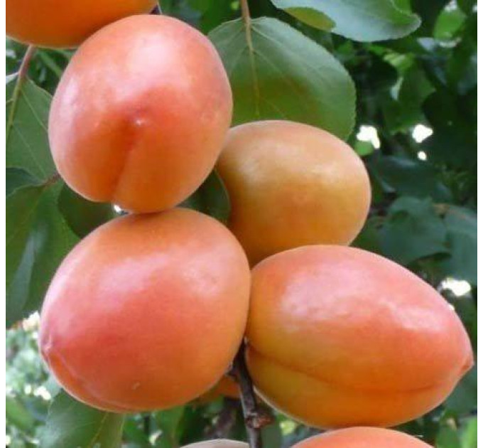 Абрикос сорт Вондер Кот (Wonder Cot), подвой алыча