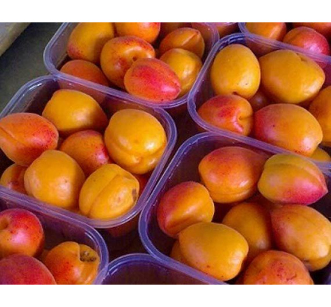 Абрикос сорт Вондер Кот (Wonder Cot), подвой алыча