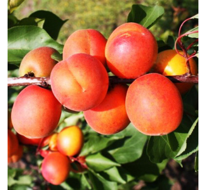 Абрикос ранній сорт Сільверкот, підщепа жердель