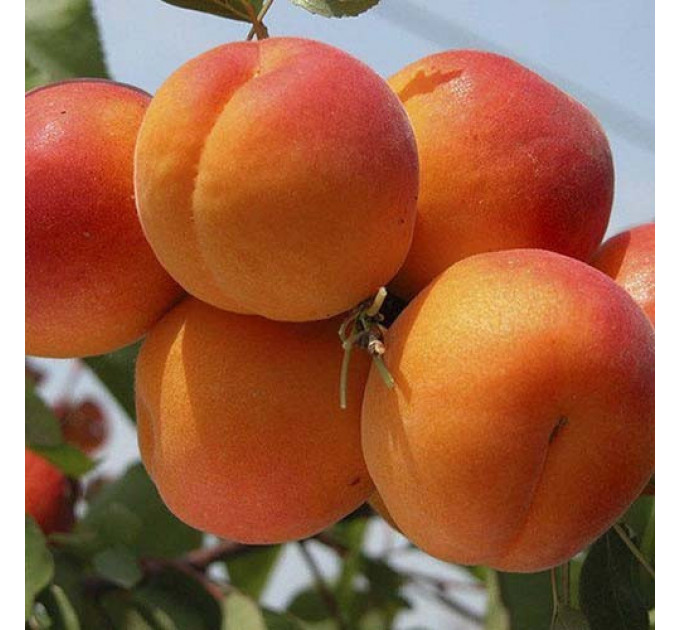 Саджанці абрикосу сорт Київський Ранній, підщепа жердель