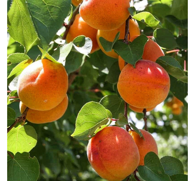 Саджанці абрикосу сорт Київський Ранній, підщепа жердель