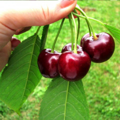 Саженцы черешни ранней сорт Рокет, подвой магалепка