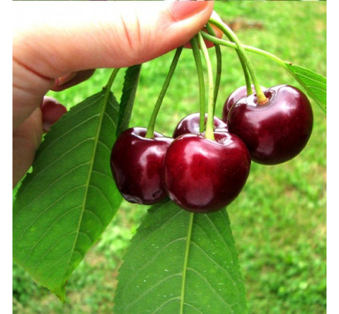 Саженцы черешни ранней сорт Рокет, подвой магалепка