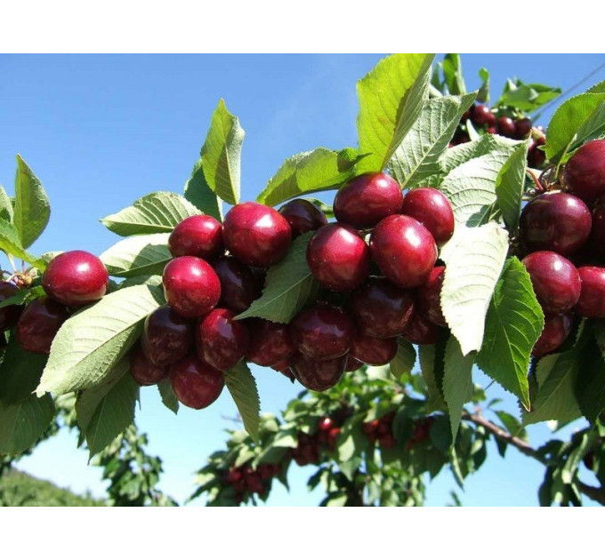 Саженцы черешни ранней сорт Рокет, подвой магалепка