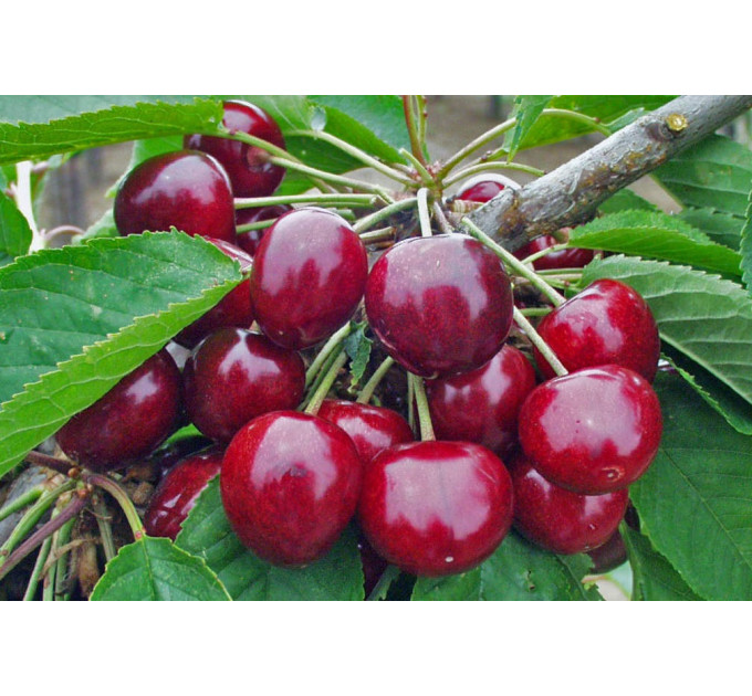 Саженцы черешни ранней сорт Рокет, подвой магалепка