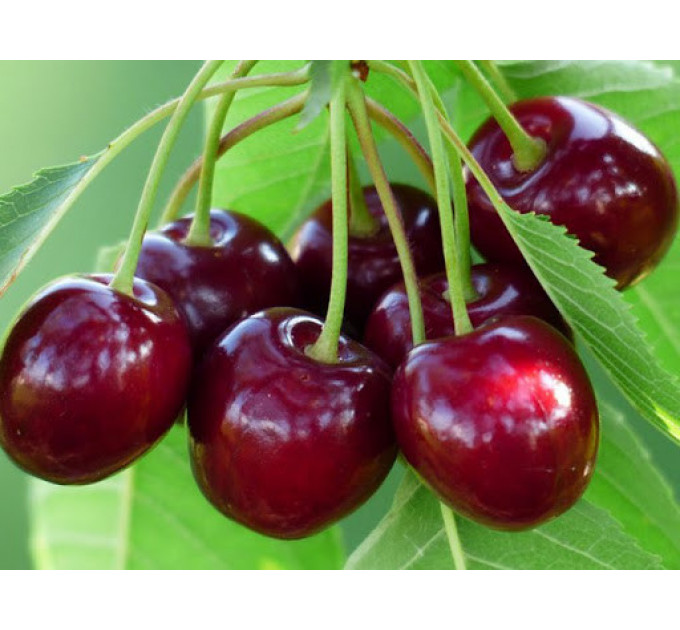 Саженцы черешни ранней сорт Ван Компакт, подвой магалепка