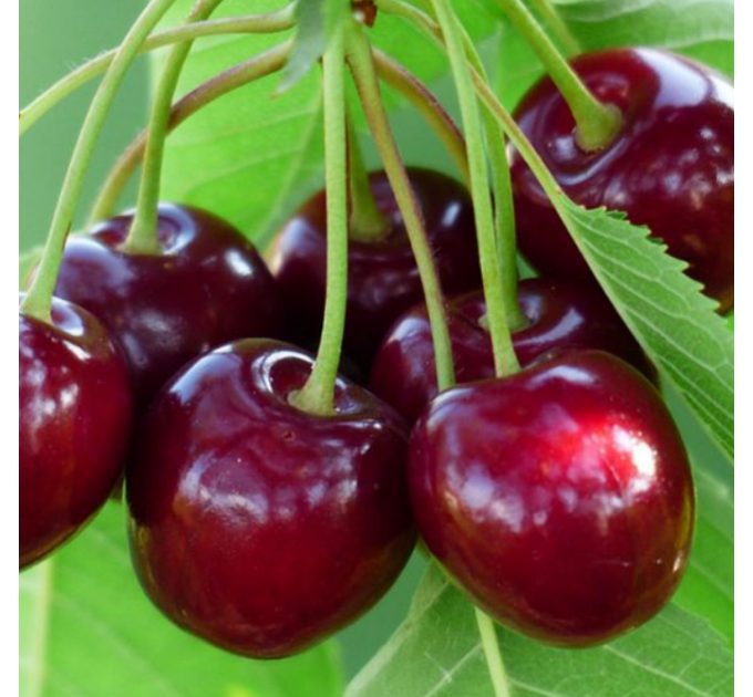 Саженцы черешни ранней сорт Ван Компакт, подвой магалепка