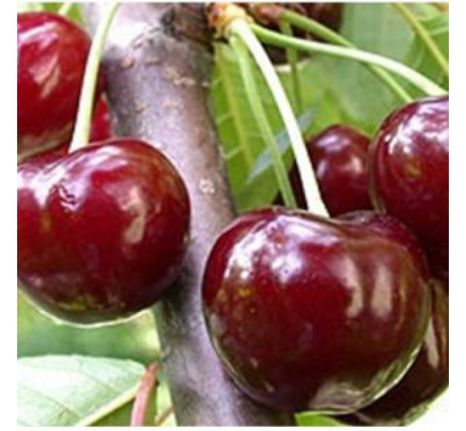 Черешня ранняя сорт Дар Млиева, подвой магалепка