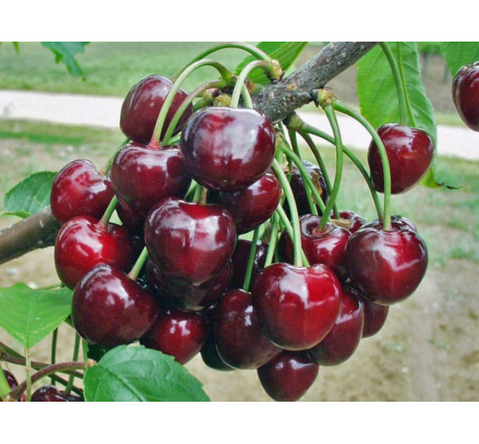 Саджанці черешні сорт Касандра, підщепа магалебка