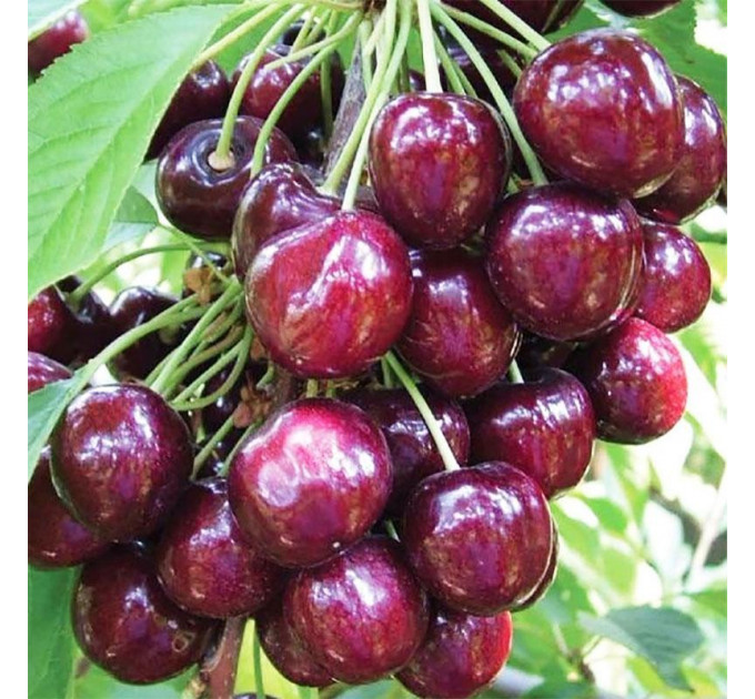 Саджанці черешні сорт Касандра, підщепа магалебка