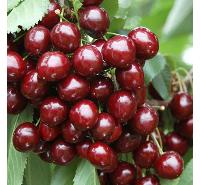 Саджанці черешні сорт Касандра, підщепа магалебка