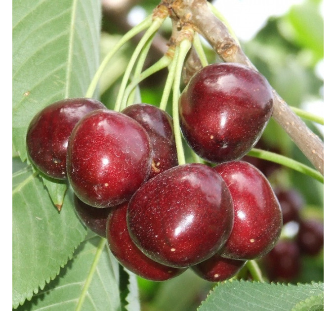 Саженцы черешни ранней сорт Ярославна, подвой магалепка