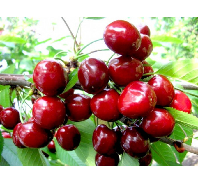 Саженцы черешни ранней сорт Валерий Чкалов, подвой магалепка