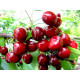 Саженцы черешни ранней сорт Валерий Чкалов, подвой магалепка