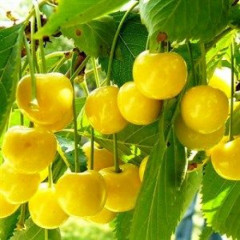 Черешня сорт Дачница