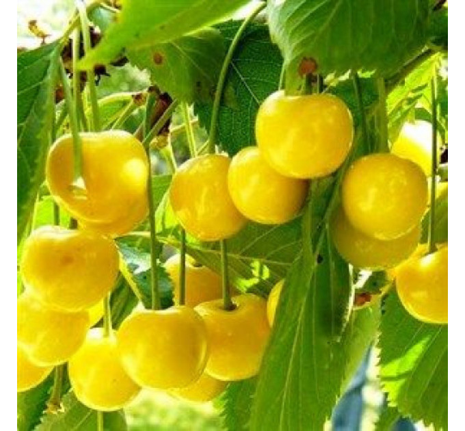 Черешня сорт Дачница