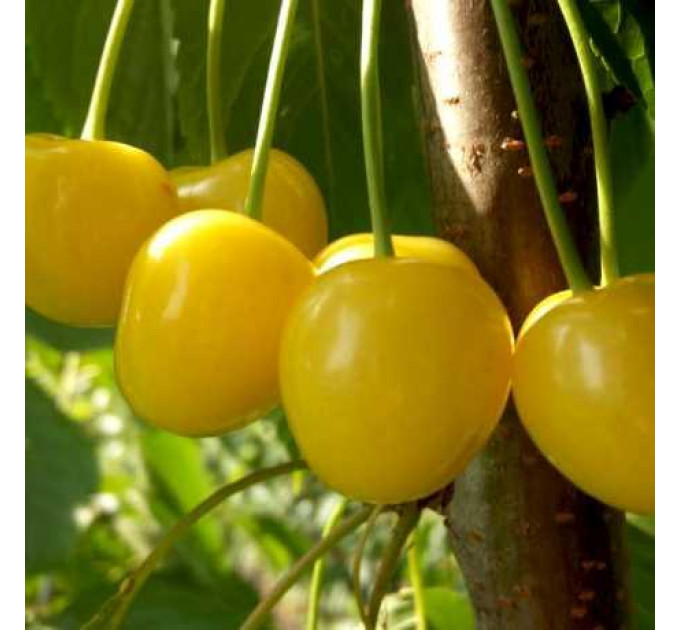 Черешня сорт Дачница