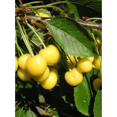 Саженцы черешни ранней сорт Млиевская Желтая, подвой магалепка