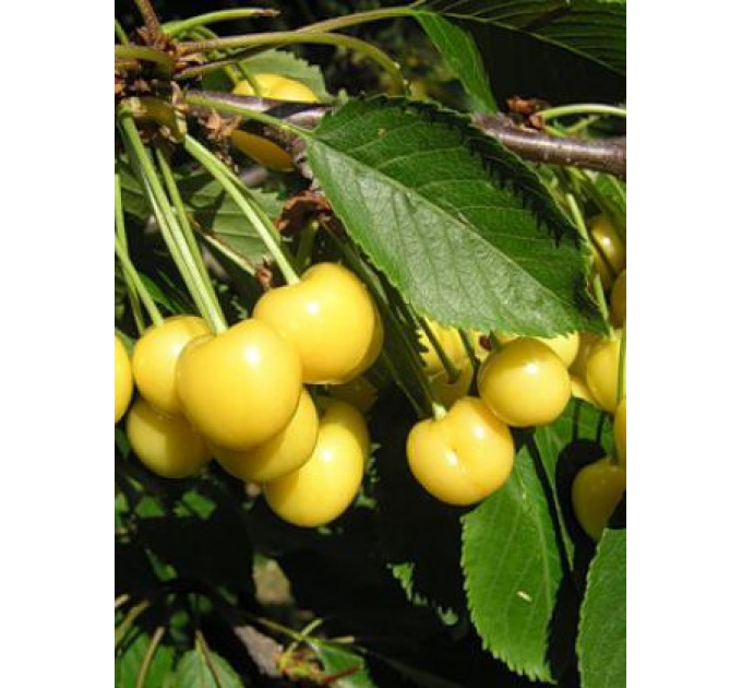 Саженцы черешни ранней сорт Млиевская Желтая, подвой магалепка